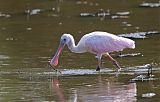 Roseate Spoonbillborder=